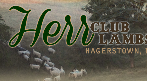 Herr Club Lambs - Hagerstown, IN