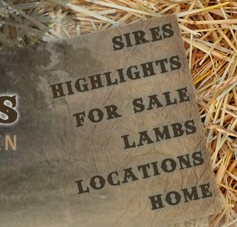 Herr Club Lambs - Hagerstown, IN
